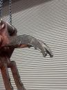 タグチ認定中古 機械式　グラスパーV3　1.2～2.5ton　GT-15